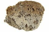 Agatized Fossil Coral Geode - Florida #188136-2